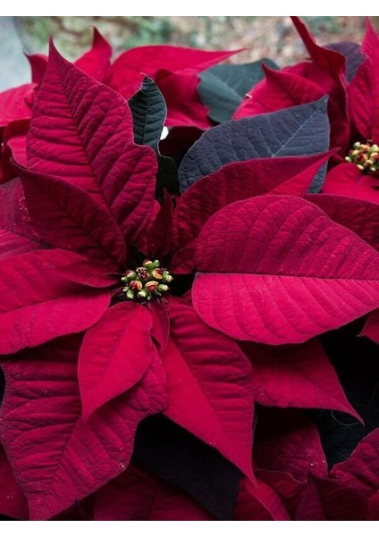 Atatürk Çiçeği Çiçekli Bodur Bitki (Ponsetya Çiçeği) fiyatları