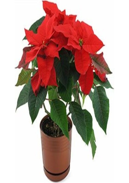 Atatürk Çiçeği Çiçekli Bodur Bitki (Ponsetya Çiçeği) modelleri