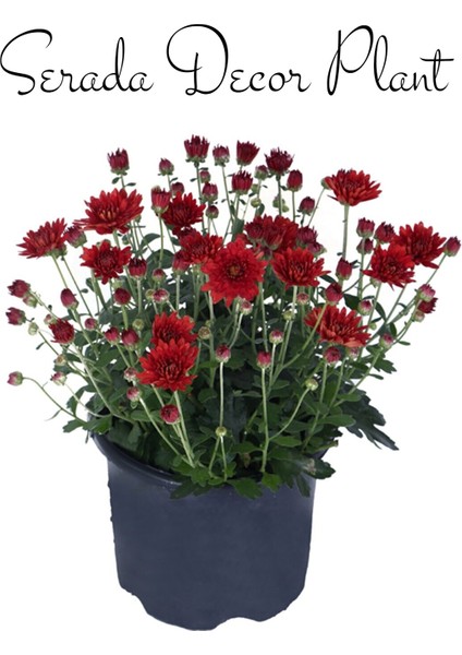 Kasımpatı Kırmızı-Beyaz 2 Adet Set5 Saksıda Krizantem(Chrysanthemum)Çiçekli Bitki fiyatları