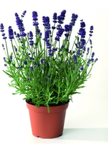 5 Adet Lavanta Çiçeği Fidanı 60 cm