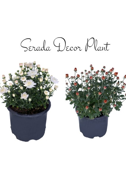 Kasımpatı Beyaz-Turuncu 2 Adet Set3 Saksıda Krizantem(Chrysanthemum)Çiçekli Bitki
