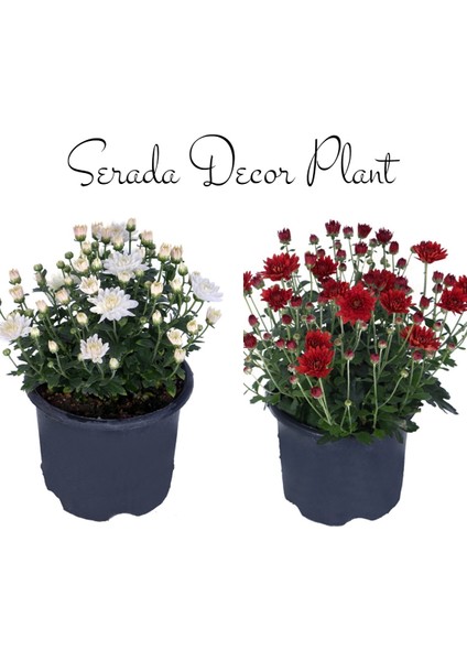 Kasımpatı Beyaz-Kırmızı 2 Adet Set1 Saksıda Krizantem(Chrysanthemum)Çiçekli Bitki