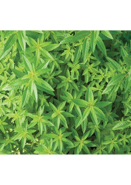 Limon Melisa Fidanı Saksılı 40 cm 60 cm modelleri