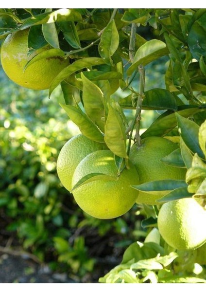 Citrus Limon Yediveren 80 cm 100 cm