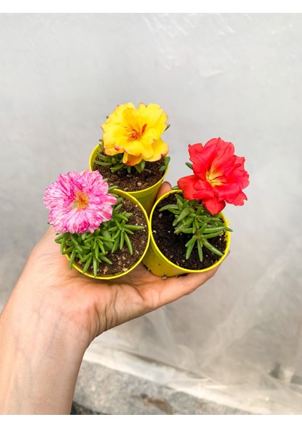 Mini Saksıda 2 Adet Katmerli Ipek Kedi Tırnağı Bitkisi Çiçekli