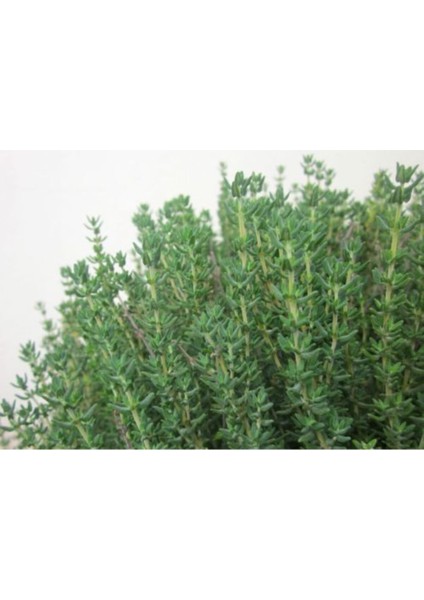 Dağ Kekiği Çiçeği Fidanı 30 cm Saksılı fiyatları