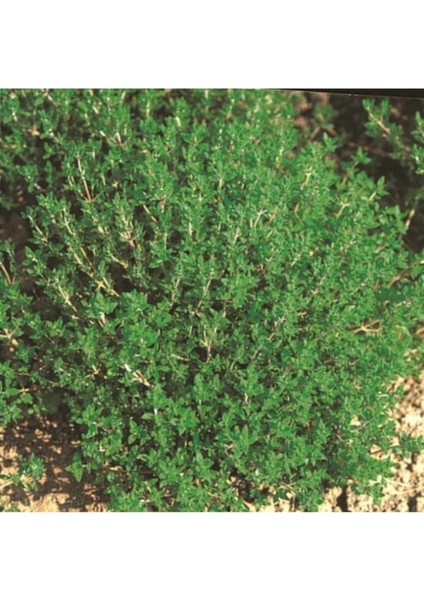 Dağ Kekiği Çiçeği Fidanı 30 cm Saksılı modelleri