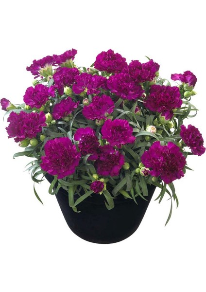 Kokulu Mor Bodur Karanfil Bitkisi Dianthus Caryophyllus Purple