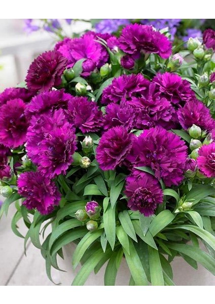 Kokulu Mor Bodur Karanfil Bitkisi Dianthus Caryophyllus Purple modelleri