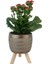 Kırmızı Kalanşo Gold Damla Saksıda Kalanchoe 1