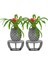 Ahşap Ayaklı Beton Saksı Büyük Boy Set 2 Adet Ananas Model 1