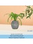 Ahşap Ayaklı Beton Saksı Büyük Boy Set 2 Adet Ananas Model 5