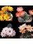 100'lü Karışık Succulent Kaktüs Tohumu + 10'lu Kırmızı Gül Çiçek Tohumu 1
