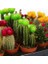 10'lu Karışık Succulent Kaktüs Tohumu + 10'lu Kırmızı Gül Çiçek Tohumu 1