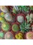100'lü Mix Barrel Cactus Tohumu + 10'lu Kırmızı Gül Çiçek Tohumu 1