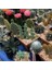 10'lu Mix Barrel Cactus Tohumu + 10'lu Kırmızı Gül Çiçek Tohumu 1