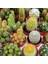100'lü Mix Barrel Cactus Tohumu + 10'lu Kırmızı Gül Çiçek Tohumu 1
