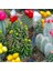 10'lu Mix Barrel Cactus Tohumu + 10'lu Kırmızı Gül Çiçek Tohumu 1