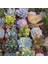 100'lü Mix Barrel Cactus Tohumu + 10'lu Kırmızı Gül Çiçek Tohumu 1