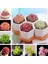 25'li Mix Barrel Cactus Tohumu + 10'lu Kırmızı Gül Çiçek Tohumu 1