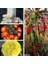50'li Mix Barrel Cactus Tohumu + 10'lu Kırmızı Gül Çiçek Tohumu 1