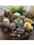10'lu Mix Barrel Cactus Tohumu + 10'lu Kırmızı Gül Çiçek Tohumu 1