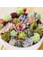 50'li Mix Barrel Cactus Tohumu + 10'lu Kırmızı Gül Çiçek Tohumu 1