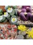 50'li Mix Barrel Cactus Tohumu + 10'lu Kırmızı Gül Çiçek Tohumu 1