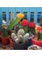 50'li Mix Barrel Cactus Tohumu + 10'lu Kırmızı Gül Çiçek Tohumu 1
