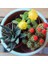 100'lü Mix Barrel Cactus Tohumu + 10'lu Kırmızı Gül Çiçek Tohumu 1