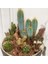 100'lü Mix Barrel Cactus Tohumu + 10'lu Kırmızı Gül Çiçek Tohumu 1