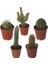 100'lü Mix Barrel Cactus Tohumu + 10'lu Kırmızı Gül Çiçek Tohumu 1