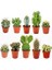 10'lu Karışık Succulent Kaktüs Tohumu + 10'lu Kırmızı Gül Çiçek Tohumu 1