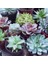 10'lu Karışık Succulent Kaktüs Tohumu + 10'lu Kırmızı Gül Çiçek Tohumu 1