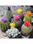 100'lü Mix Barrel Cactus Tohumu + 10'lu Kırmızı Gül Çiçek Tohumu 1
