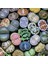 100'lü Mix Barrel Cactus Tohumu + 10'lu Hollanda Gülü Çiçek Tohumu 1