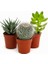25'li Mix Barrel Cactus Tohumu + 10'lu Hollanda Gülü Çiçek Tohumu 1