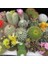 25'li Mix Barrel Cactus Tohumu + 10'lu Hollanda Gülü Çiçek Tohumu 1