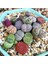 50'li Mix Barrel Cactus Tohumu + 10'lu Hollanda Gülü Çiçek Tohumu 1