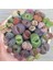 100'lü Karışık Succulent Kaktüs Tohumu + 10'lu Hollanda Gülü Çiçek Tohumu 1