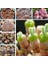 100'lü Mix Barrel Cactus Tohumu + 10'lu Hollanda Gülü Çiçek Tohumu 1