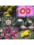 10'lu Mix Barrel Cactus Tohumu + 10'lu Hollanda Gülü Çiçek Tohumu 1