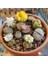 50'li Mix Barrel Cactus Tohumu + 10'lu Hollanda Gülü Çiçek Tohumu 1