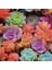 100'lü Mix Barrel Cactus Tohumu + 10'lu Hollanda Gülü Çiçek Tohumu 1