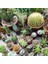 10'lu Mix Barrel Cactus Tohumu + 10'lu Hollanda Gülü Çiçek Tohumu 1