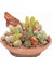 10'lu Karışık Succulent Kaktüs Tohumu + 10'lu Hollanda Gülü Çiçek Tohumu 1