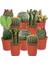 25'li Mix Barrel Cactus Tohumu + 10'lu Hollanda Gülü Çiçek Tohumu 1