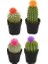 100'lü Mix Barrel Cactus Tohumu + 10'lu Kırmızı Gül Çiçek Tohumu 1