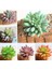 100'lü Mix Barrel Cactus Tohumu + 10'lu Hollanda Gülü Çiçek Tohumu 1