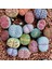 50'li Mix Barrel Cactus Tohumu + 10'lu Kırmızı Papatya Çiçek Tohumu 1